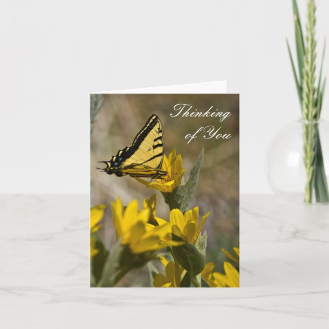 Tiger Swallowtail butterfly on mule's ear Card (Front)