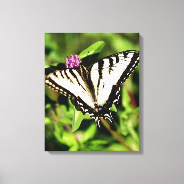 Tiger Swallowtail Butterfly. Papilio glacus. Canvas Print (Front)