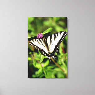 Tiger Swallowtail Butterfly. Papilio glacus. Canvas Print
