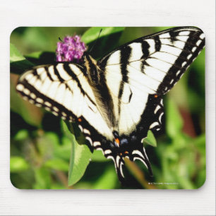 Tiger Swallowtail Butterfly. Papilio glacus. Mouse Mat