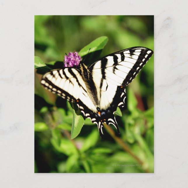 Tiger Swallowtail Butterfly. Papilio glacus. Postcard (Front)