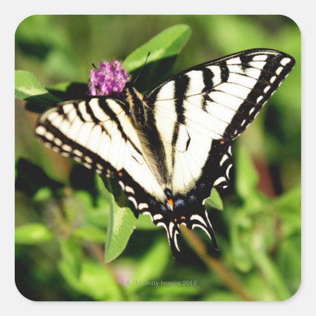 Tiger Swallowtail Butterfly. Papilio glacus. Square Sticker (Front)