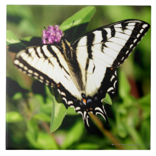 Tiger Swallowtail Butterfly. Papilio glacus. Tile