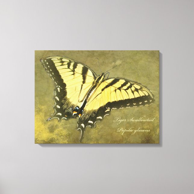 Tiger Swallowtail Butterfly - Papilio glaucus Canvas Print (Front)