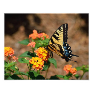Tiger Swallowtail Butterfly Photo Print