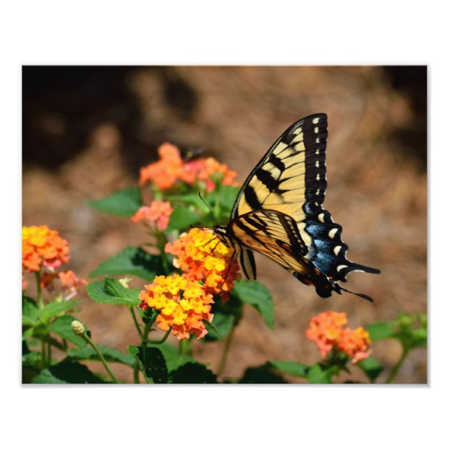 Tiger Swallowtail Butterfly Photo Print (Front)