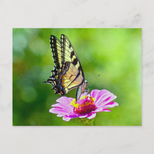 Tiger Swallowtail Butterfly Postcard
