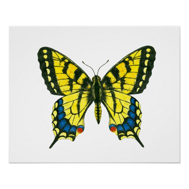 Tiger swallowtail butterfly poster (Front)