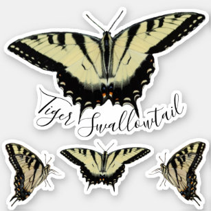 Tiger Swallowtail Butterfly Set