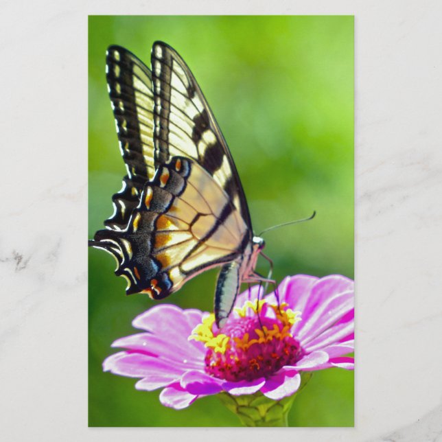 Tiger Swallowtail Butterfly Stationery (Front)