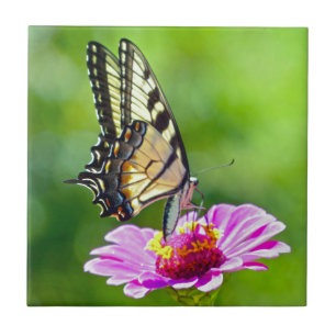 Tiger Swallowtail Butterfly Tile