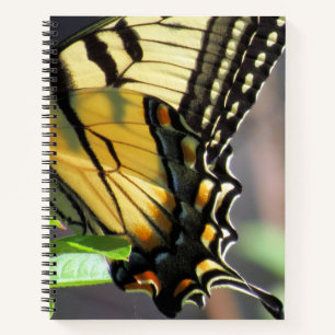 Tiger Swallowtail Butterfly Wing -  8.5 x 11, 8.5 Notebook