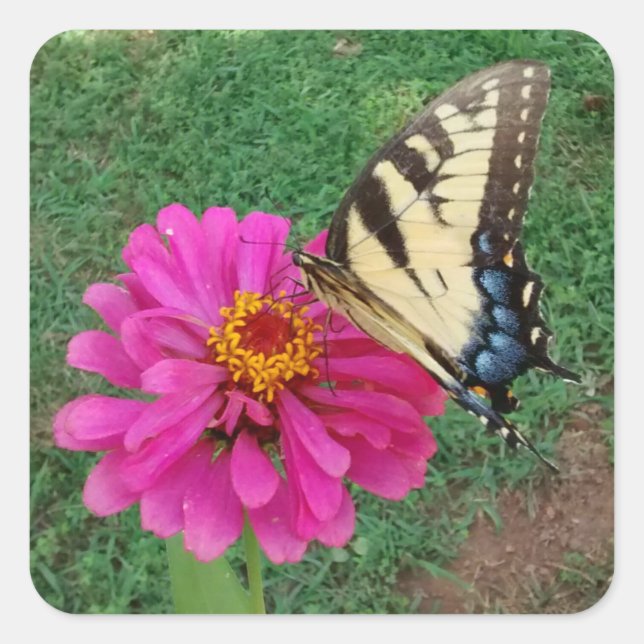 Tiger Swallowtail on Pink Flower Square Sticker (Front)