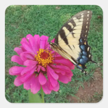 Tiger Swallowtail on Pink Flower