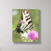 Tiger Swallowtail on Thistle