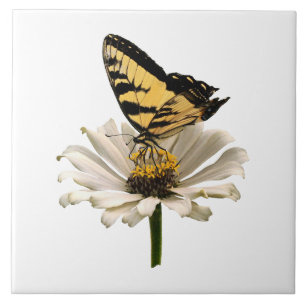 Tiger Swallowtail on White Zinnia Tile