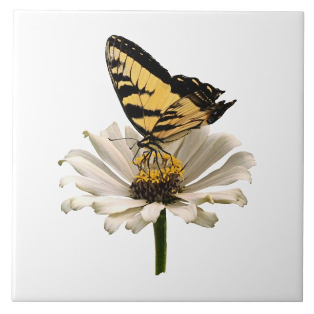 Tiger Swallowtail on White Zinnia Tile (Front)