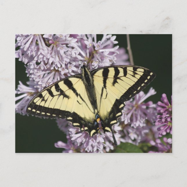 Tiger Swallowtail Postcard (Front)