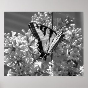 Tiger Swallowtail Poster