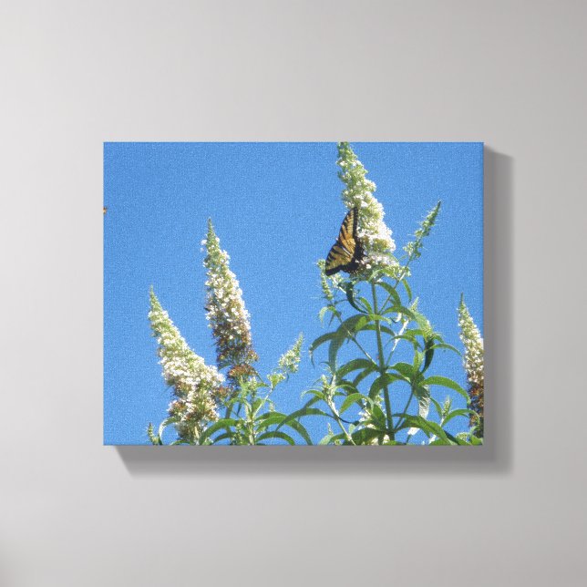 Tiger Swallowtails on Butterfly Bush Canvas Print (Front)