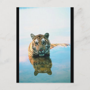 Tiger Swimming Postcard