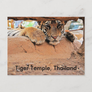 Tiger Temple Postcard