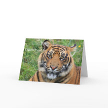Tiger Thank You Greeting Card