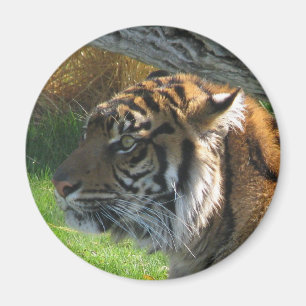 Tiger Tiger Magnet