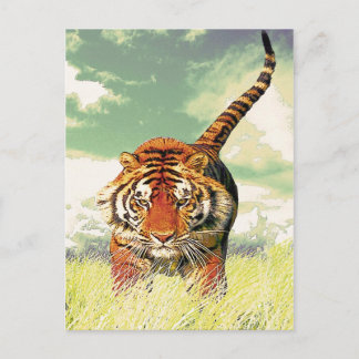 Tiger Tiger! Postcard