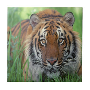 Tiger Tile