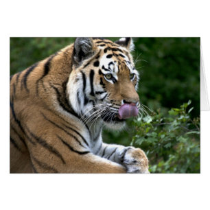 Tiger Tongue