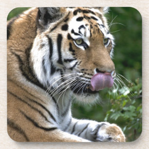 Tiger Tongue Coaster