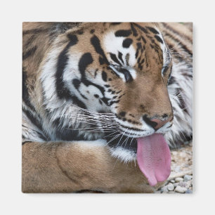 tiger tongue magnet