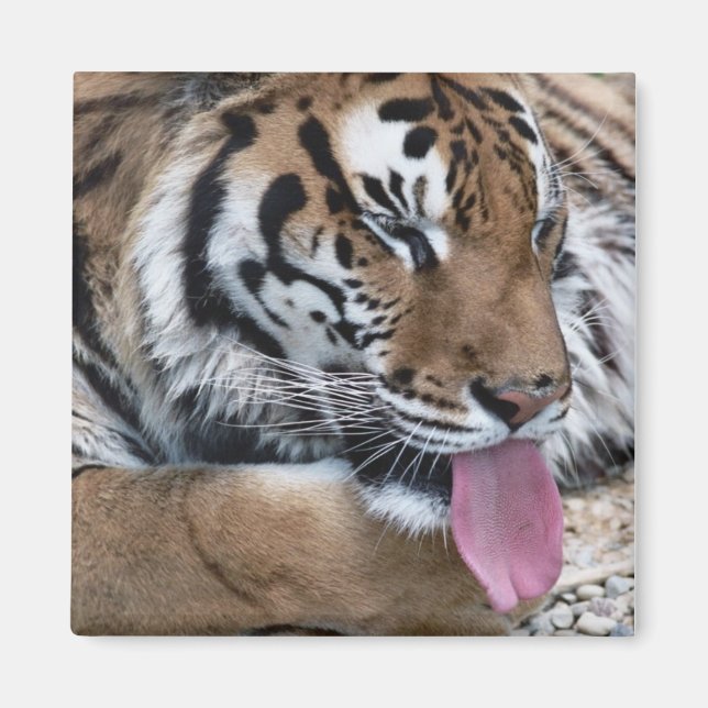 tiger tongue magnet (Front)