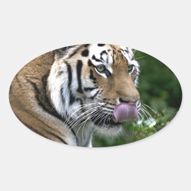 Tiger Tongue Oval Sticker (Front)