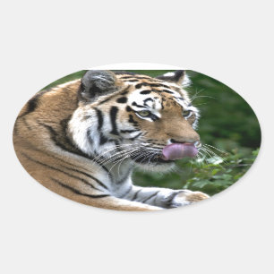 Tiger Tongue Oval Sticker