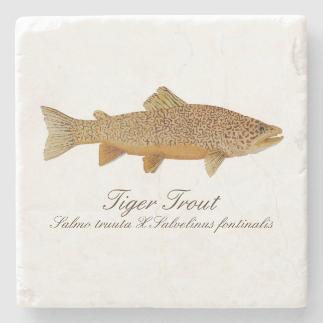 Tiger Trout Coaster (Front)