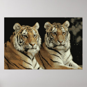 Tiger Twins Poster