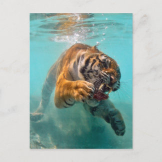 Tiger Underwater Postcard