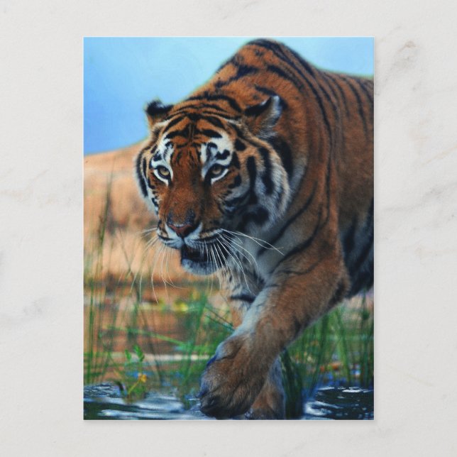 Tiger wading in water postcard (Front)