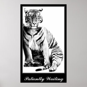 Tiger , Waiting_ Poster