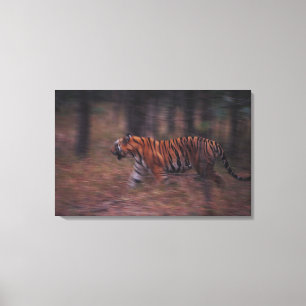 Tiger Walking through Forest Canvas Print