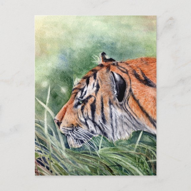 Tiger Walking through Jungle Postcard (Front)