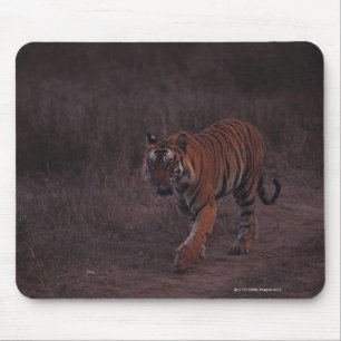 Tiger Walks along Trail Mouse Mat