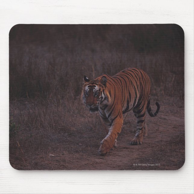 Tiger Walks along Trail Mouse Mat (Front)