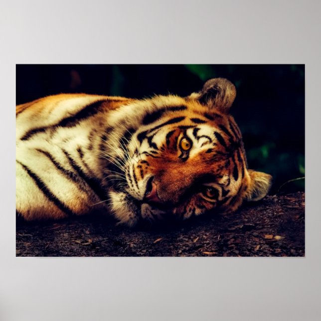 Tiger Watching You Poster (Front)