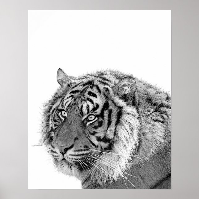 Tiger wild jungle animal photo black and white poster (Front)