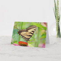Tiger Wings on Coneflower - Butterfly