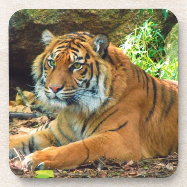 Tiger Wisdom Coaster Set (Front)