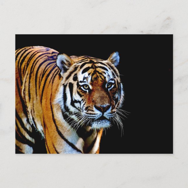 Tiger With Black Background Postcard (Front)